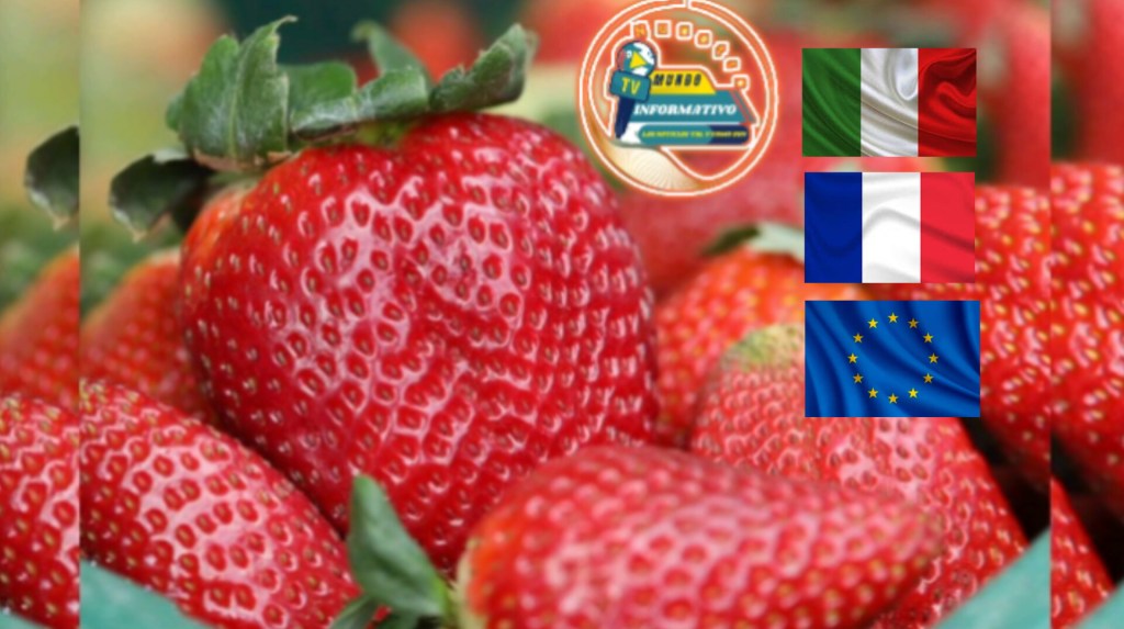 ¡Las fresas de Sibaté se venderán en&nbsp;Francia!
